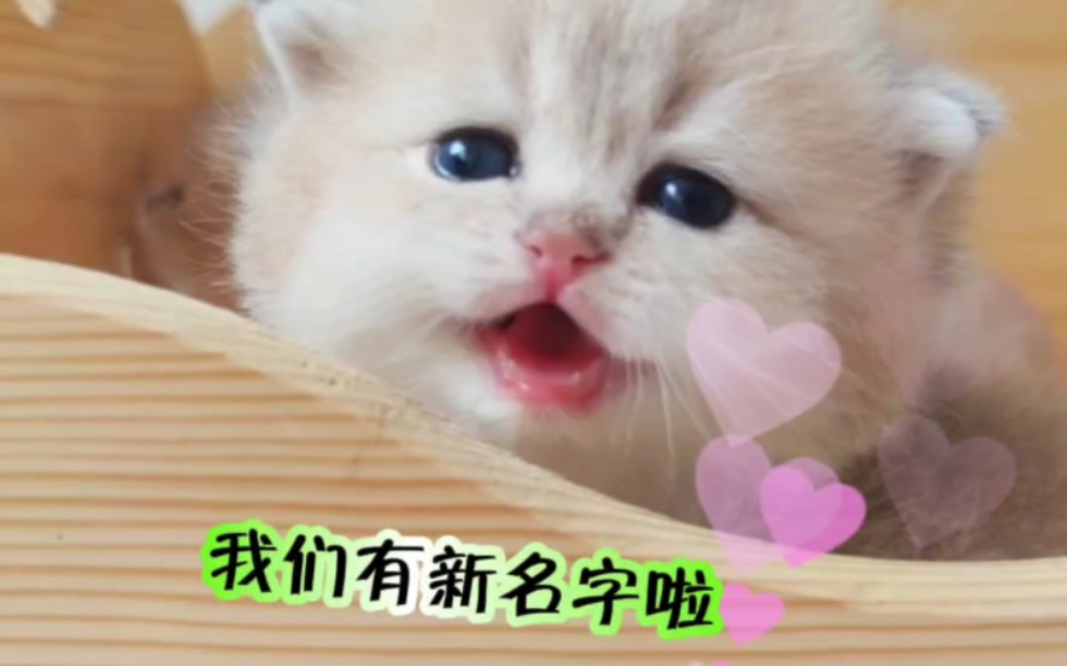 蓝金渐层小猫猫们有新名字啦哔哩哔哩bilibili