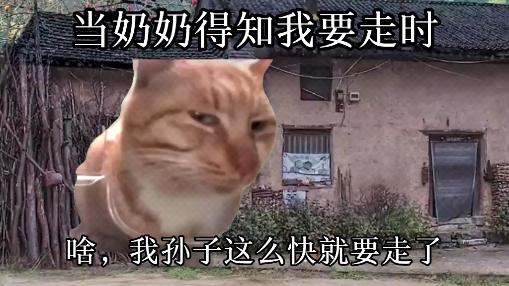 [图]当奶奶得知我要走时(猫版)，听泉猫