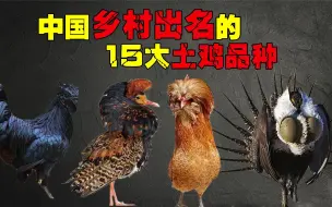 中国15大土鸡品种，可真比“肉鸡”香多了，你都吃过哪几种？