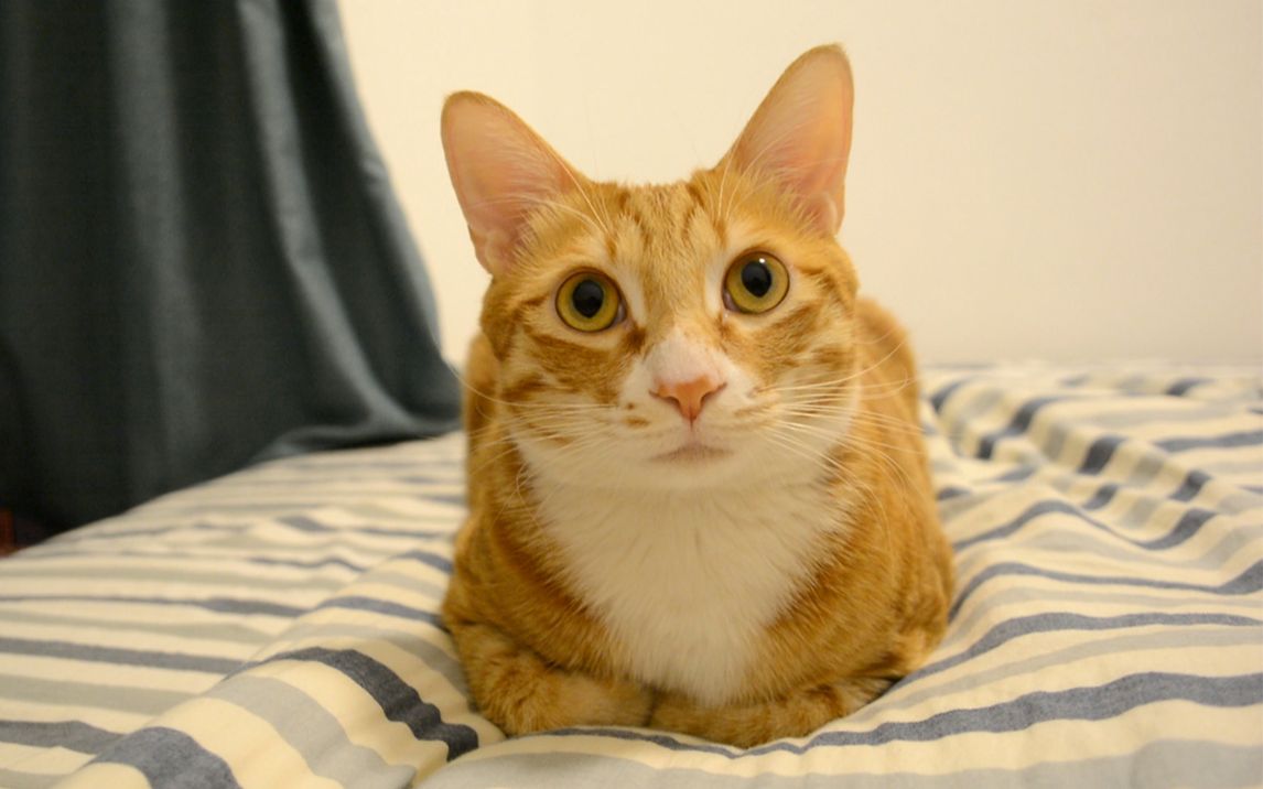 大橘:农民揣真舒服,过冬就靠这姿势了,包暖不信你们也试试!