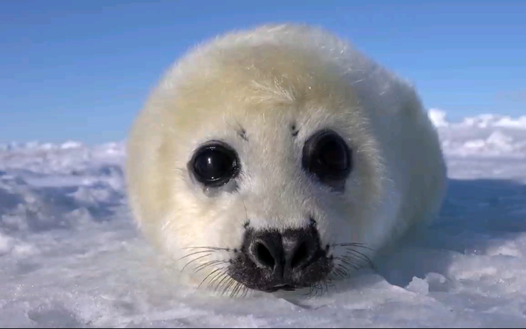 可爱小白海豹在注视你_哔哩哔哩_bilibili