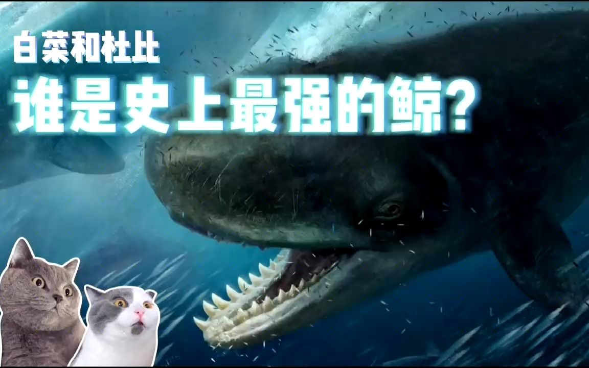 梅氏利维坦鲸,可与巨齿鲨一争高下的远古巨鲸!