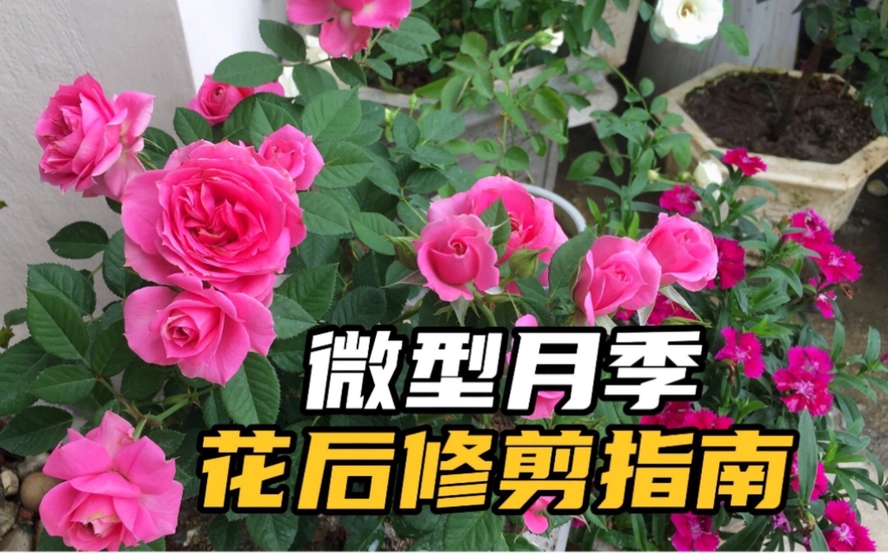 月季花修剪方法图解(月季花扦插最易活的方法)