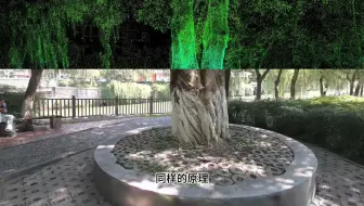 工作累了困了就去公园逛逛给大树做扫描测量