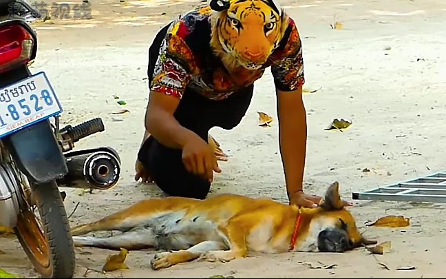 狗你真是个精神小伙老虎怪吓唬狗不过瘾戴老虎面具亲自上阵了是吧