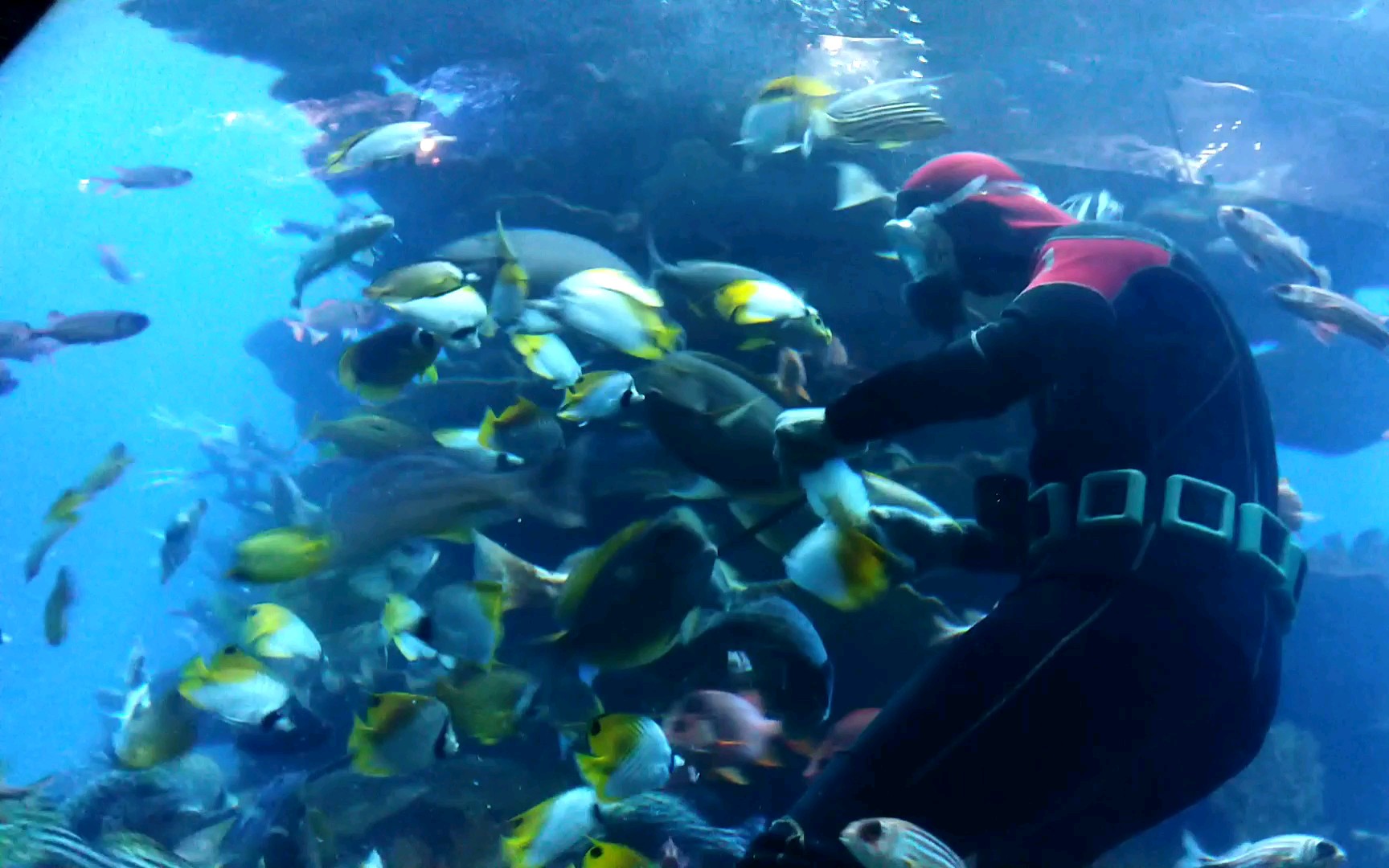 [图]水族馆潜水员喂食