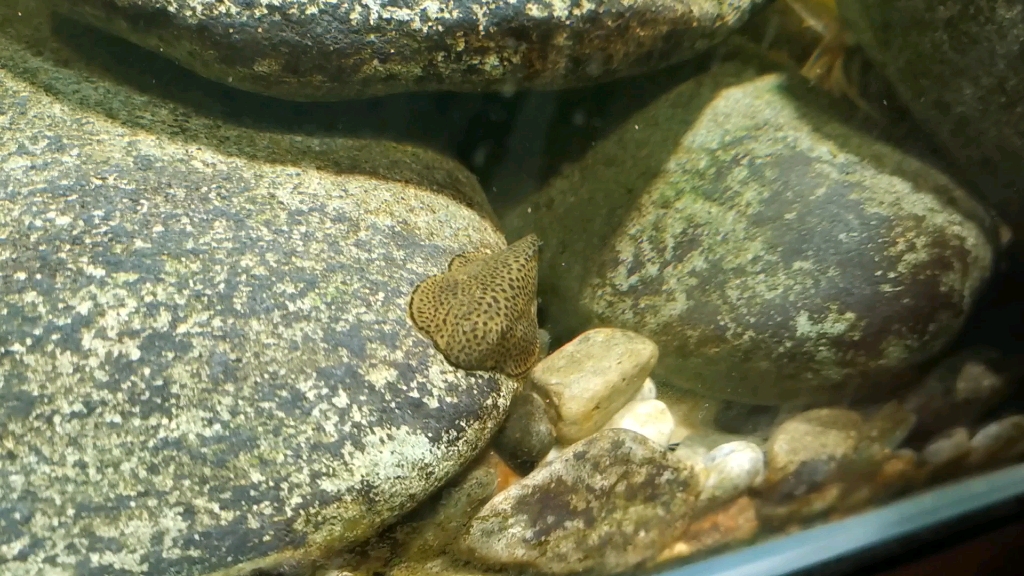 贵州爬岩鳅饲养经验图片