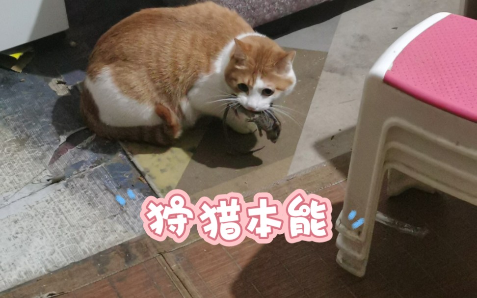 什么叫狩猎本能啊?哔哩哔哩bilibili