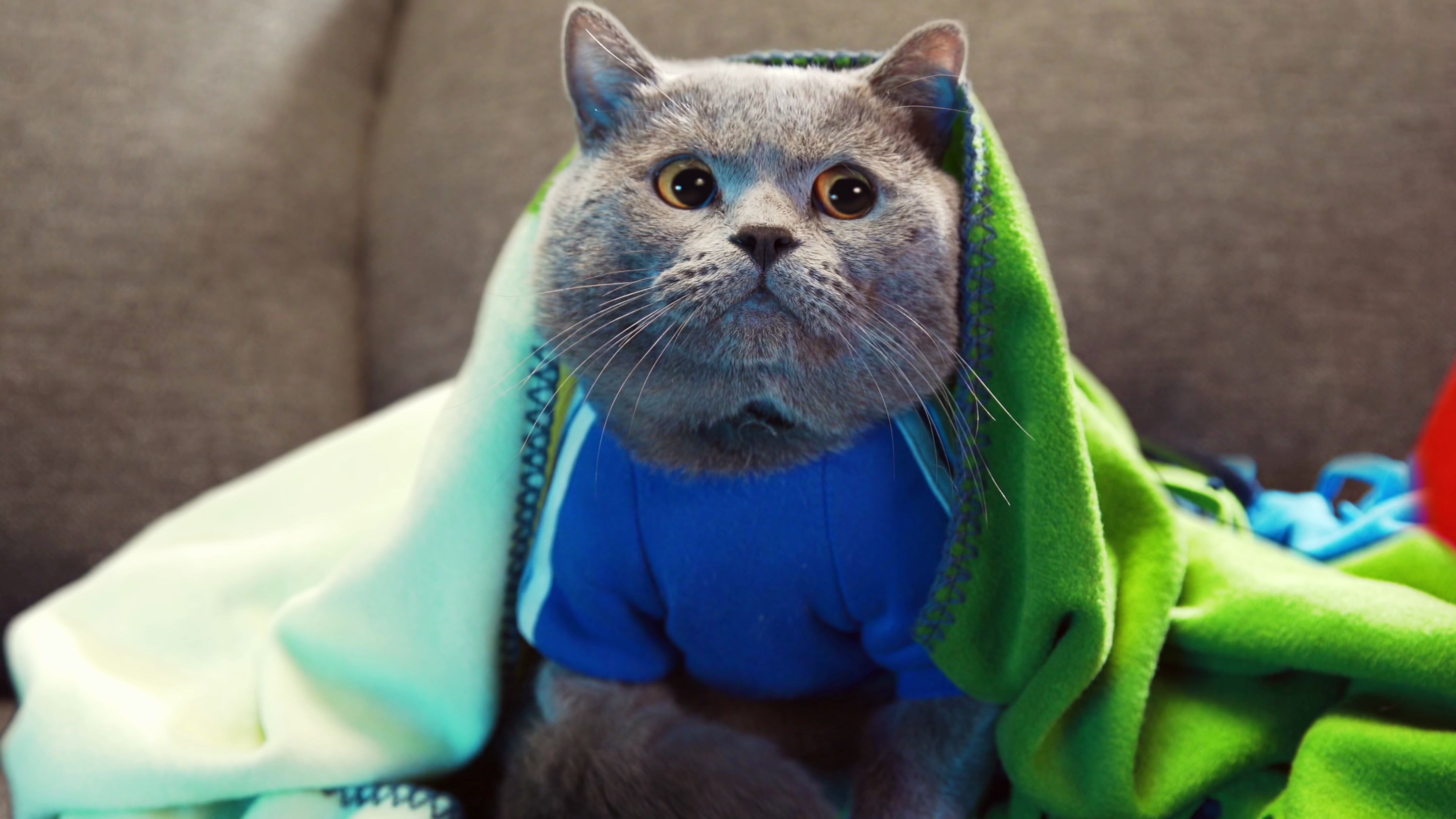 《一只悲催又可爱的喵星人的一天》