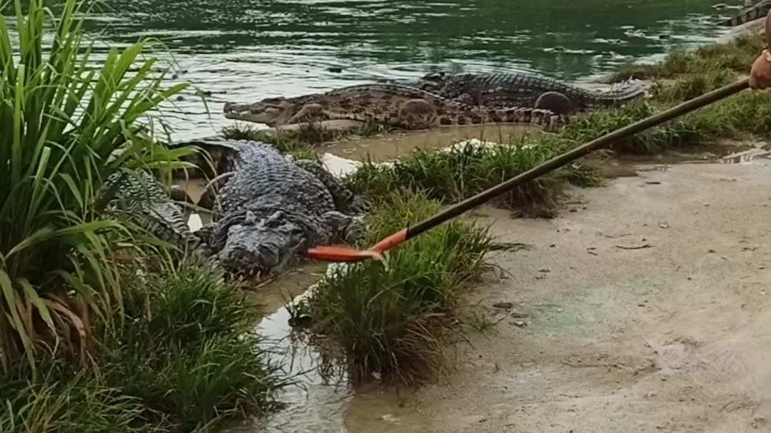 鳄鱼爬上岸了 给它浇浇水