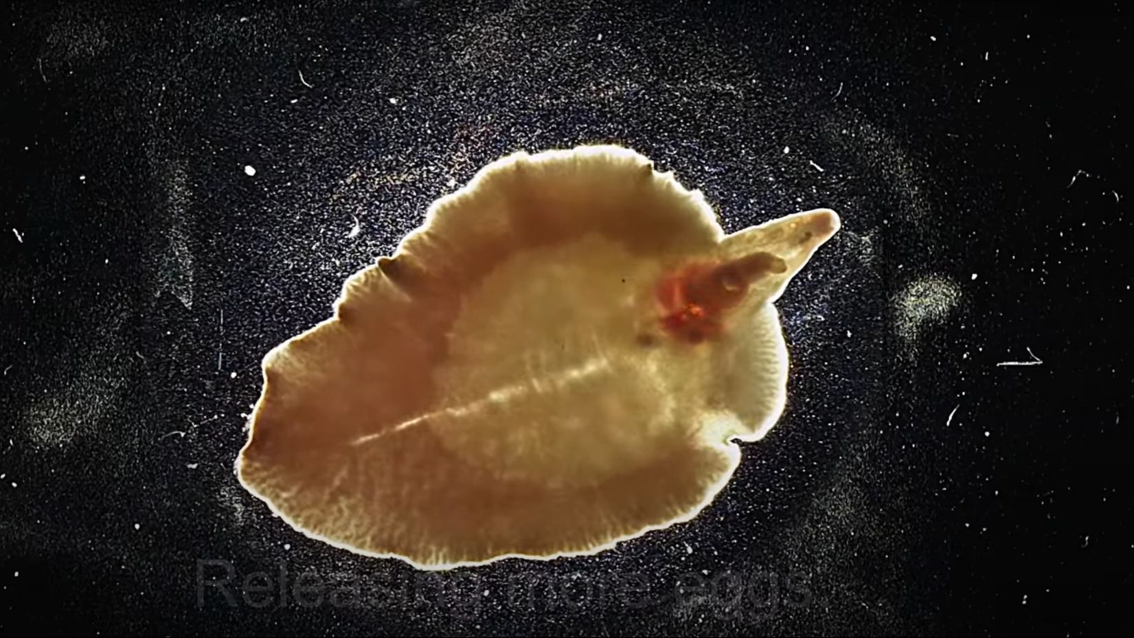 【高清】【中译】【寄生虫美学】肝片形吸虫的生长周期