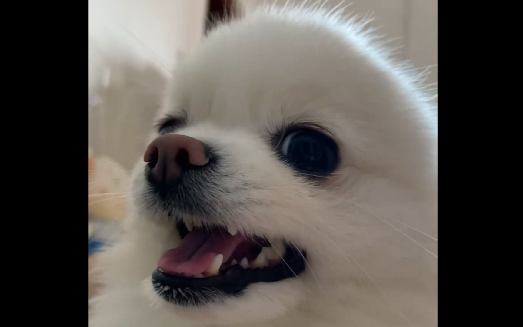 【博美】rua狗头/扣狗jio