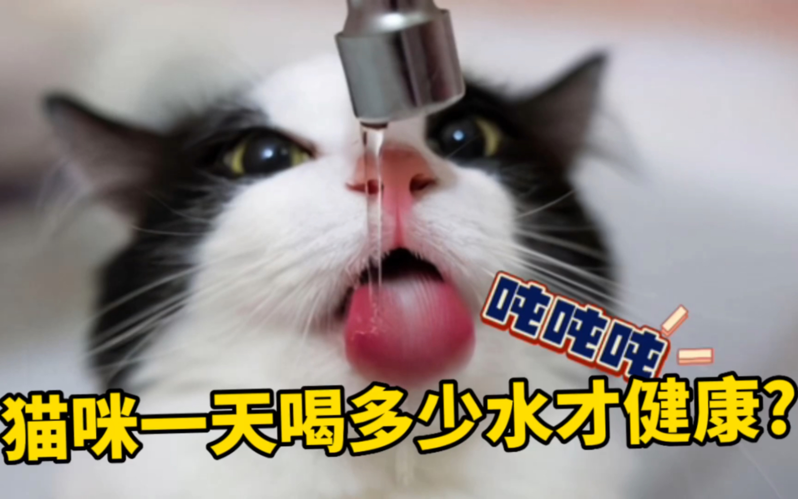 [图]猫咪一天该喝多少水❓你家的猫，水喝够了吗！