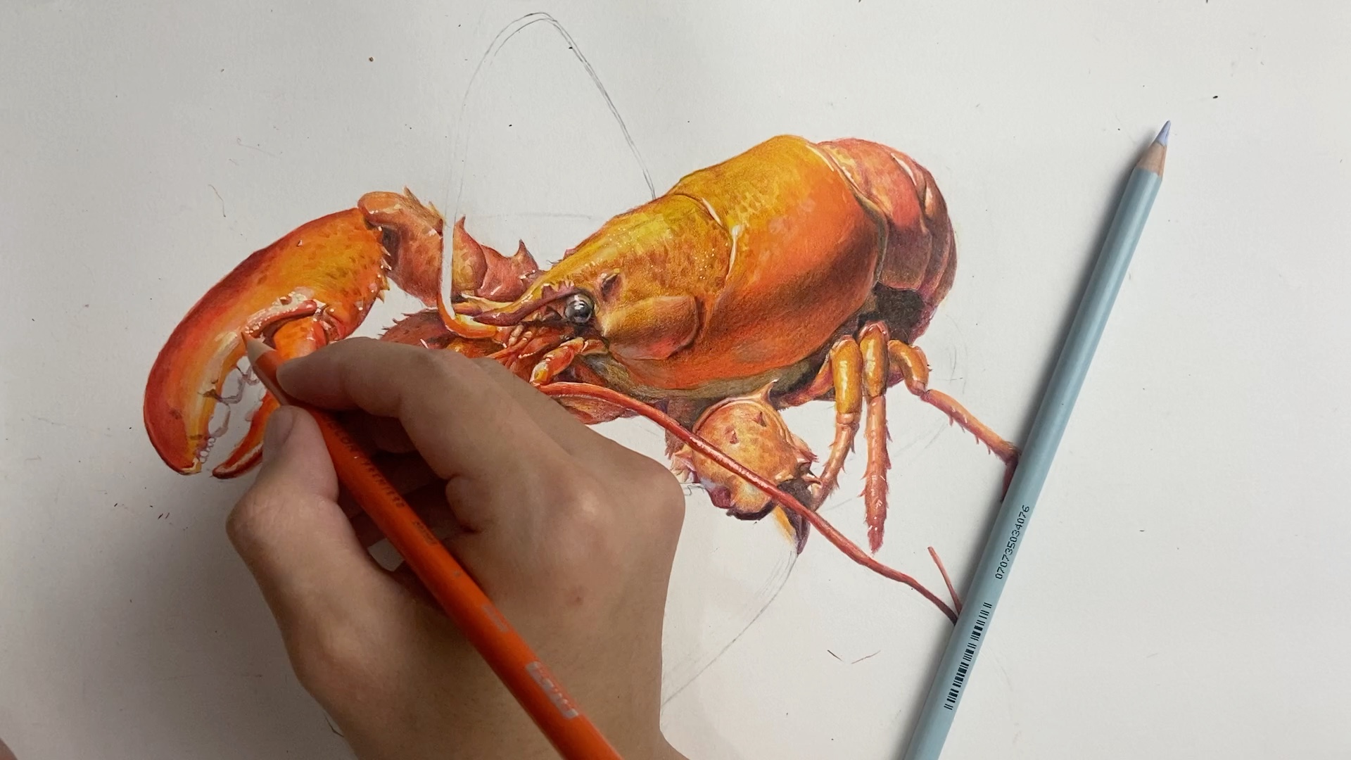 【彩铅手绘】龙虾绘画过程!