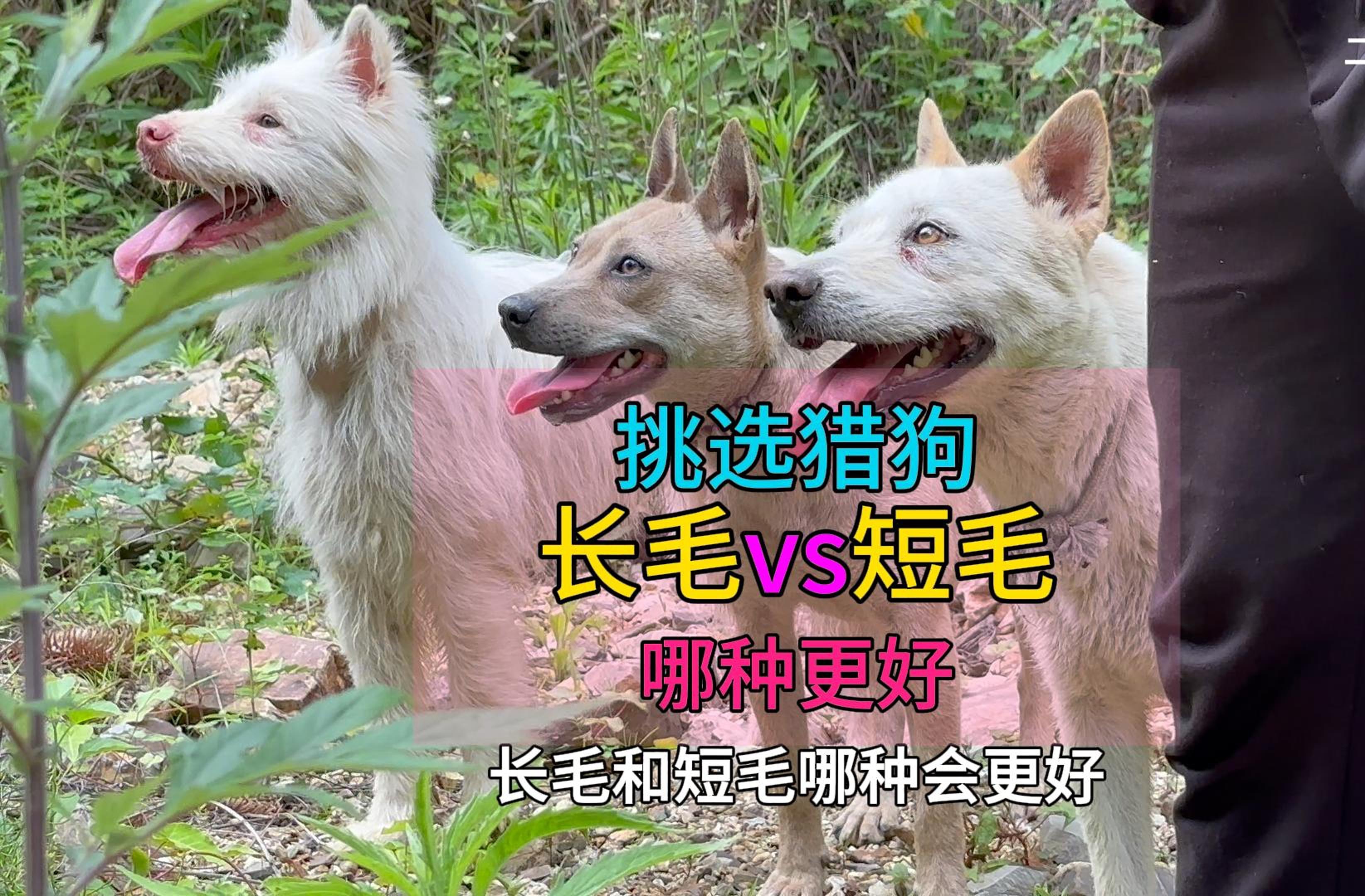 挑选猎狗,长毛与短毛哪一种会更好?有一点很重要大家要注意