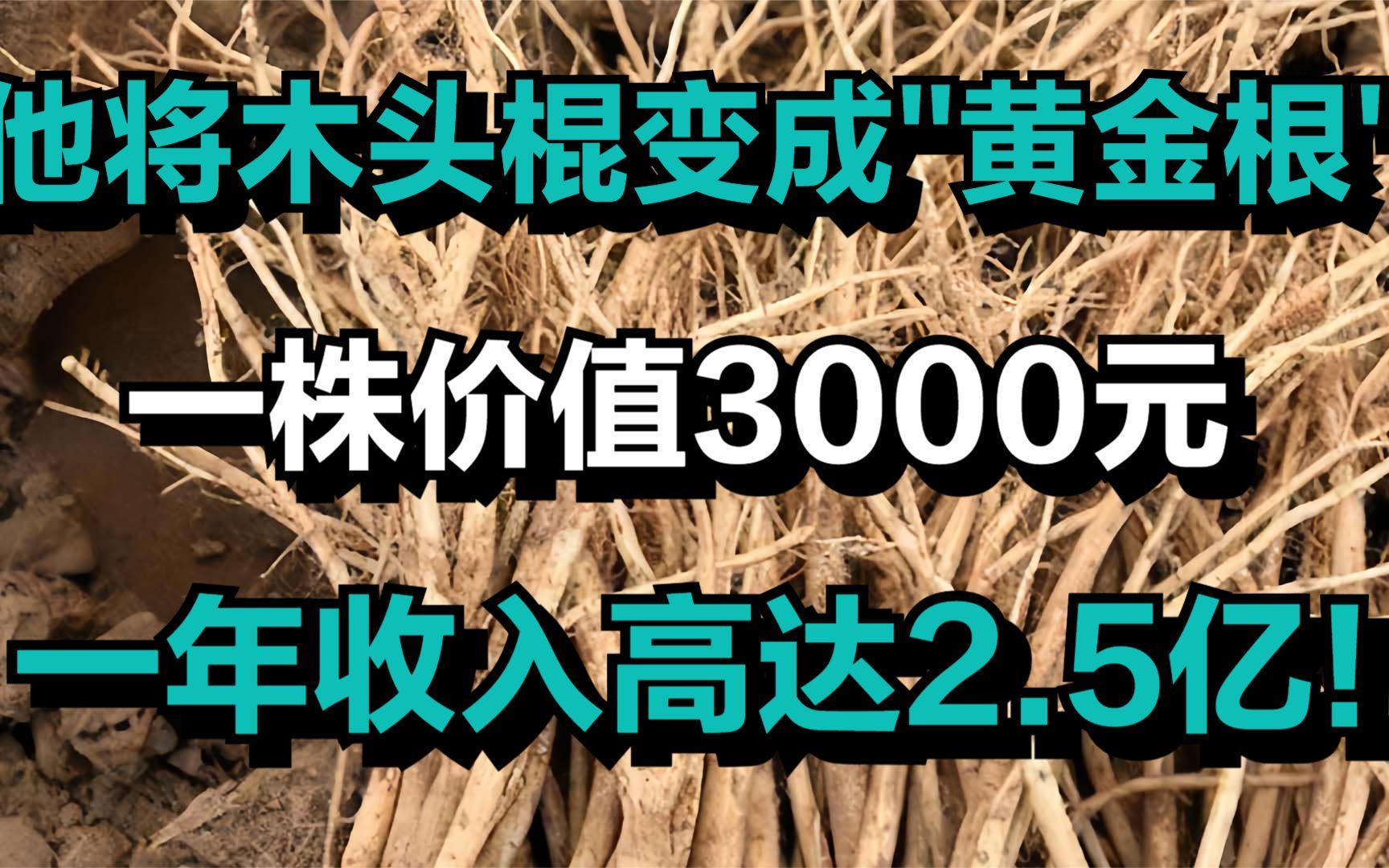 他将木头棍变成"黄金根",一株价值3000元,一年收入高达2.5亿!哔哩哔哩bilibili