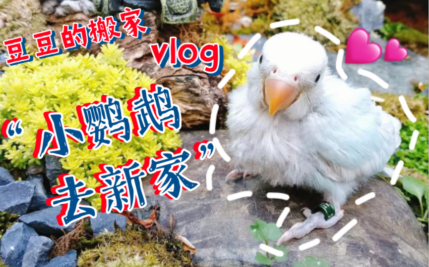 小牡丹鹦鹉去新家的vlog~(是桃面类牡丹鹦鹉,请仔细看特征哦)哔哩哔哩bilibili