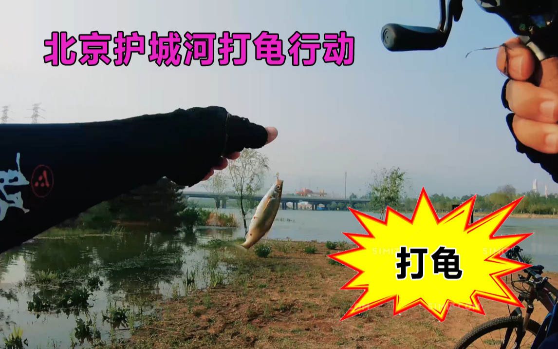 北京护城河路亚马口喜闻乐见的打龟