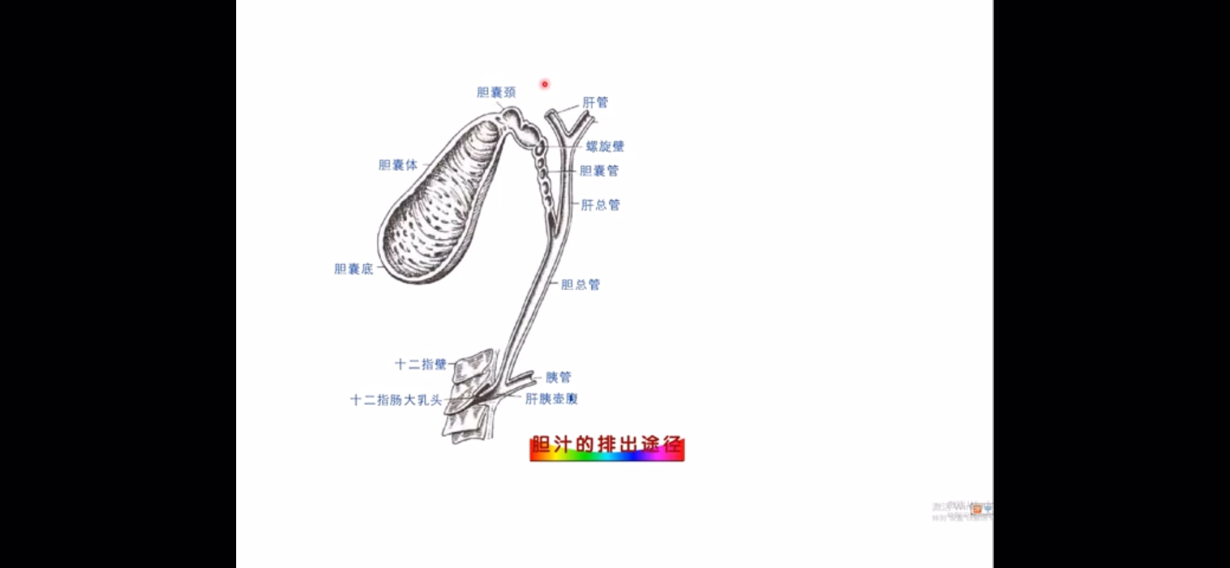 胆汁的排出途径哔哩哔哩bilibili