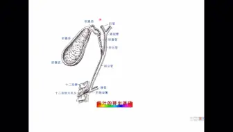 胆盐 Bile Salts的9大好处 亲身体验 强烈推荐 哔哩哔哩 Bilibili
