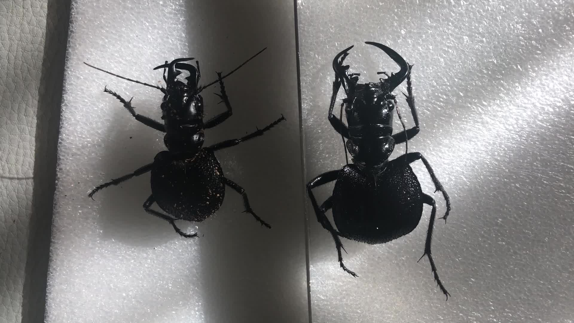 5厘米大王虎甲活体与6.2厘米大王虎甲标本 1