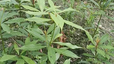 四川小叶金丝楠木树苗哔哩哔哩bilibili