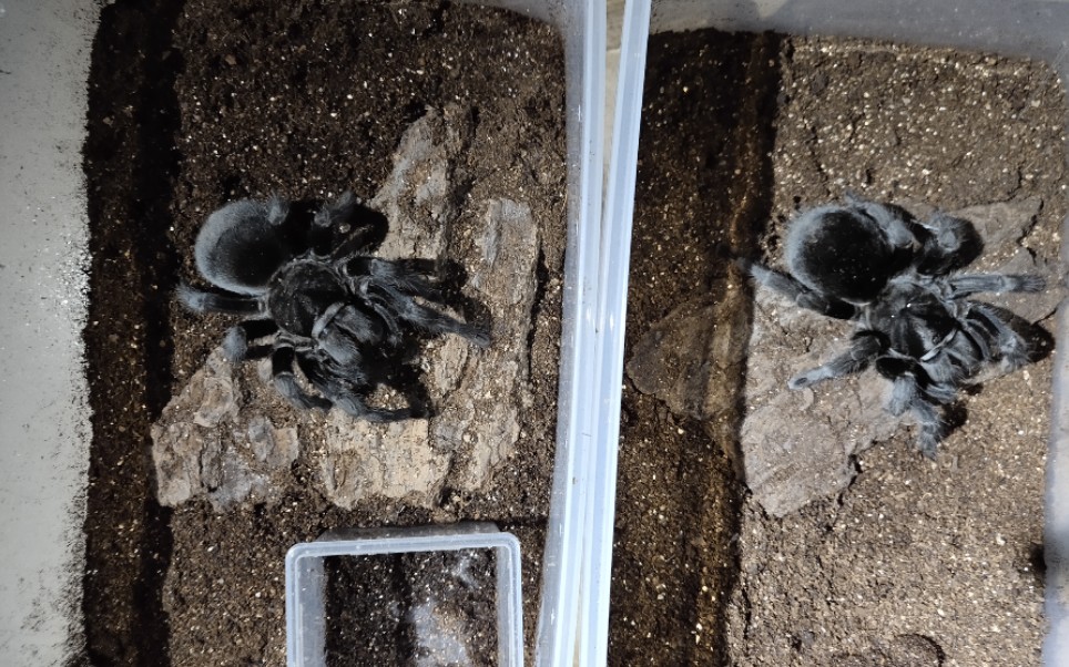 Grammostola Pulchra 巴西黑交配记录哔哩哔哩bilibili