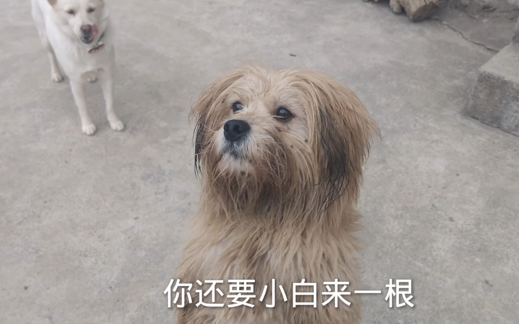 下雨天把狗狗放出去浪一圈,回来就成了流浪汉,除了我谁还认得你哔哩哔哩bilibili