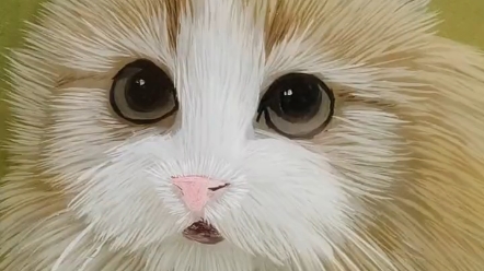 好奇的小猫咪大眼睛猫咪