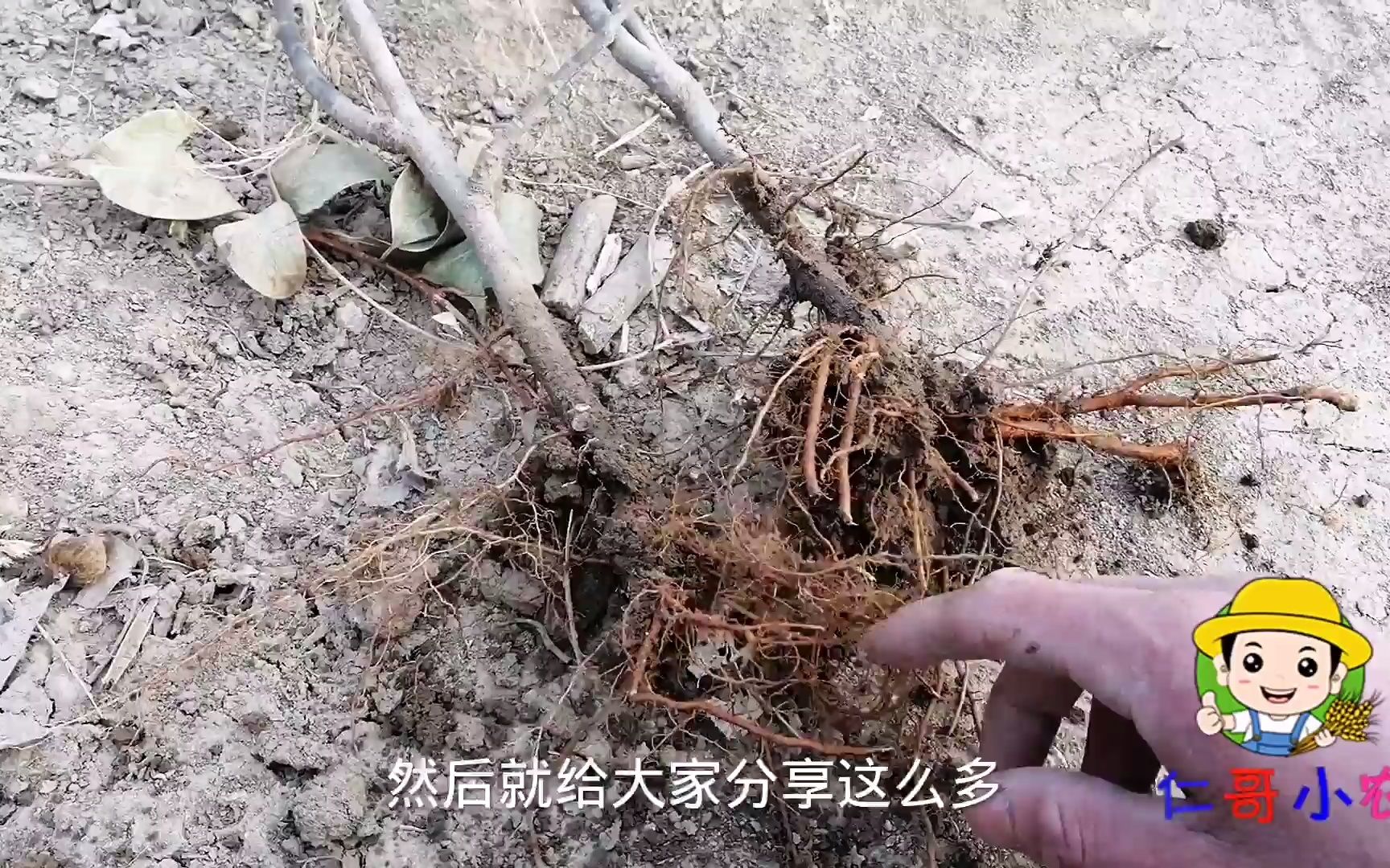 给安徽网友发2棵无花果树苗,品种是斯特拉和丰产黄哔哩哔哩bilibili