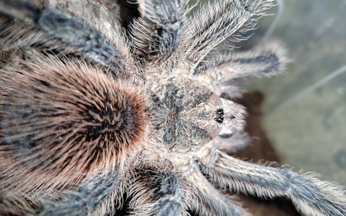 你真的了解四大金刚吗?之巴西火红