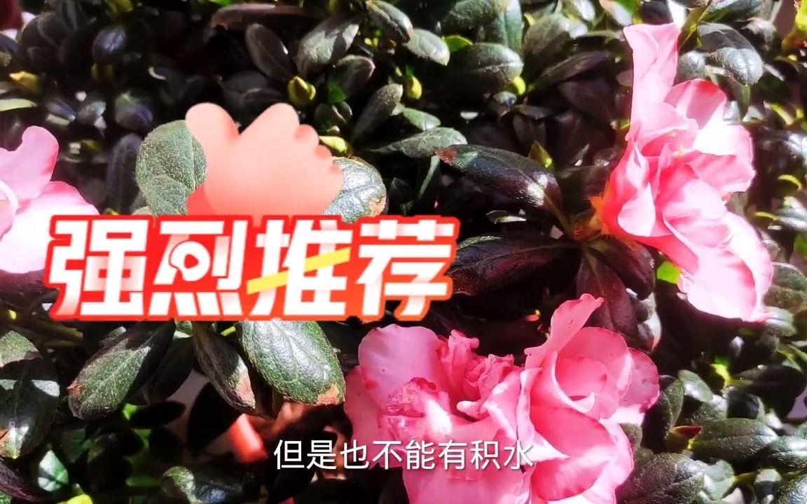 杜鹃花怎么养才能花开不断,叶子油绿哔哩哔哩bilibili