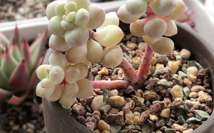 多肉植物 达芙妮 新玉缀和静夜的杂交品种 易群生 易徒长 叶片圆润