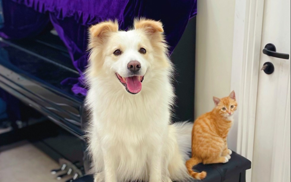 边牧陈贝拉麻麻直播0428新人up提升电磁力互粉互赞