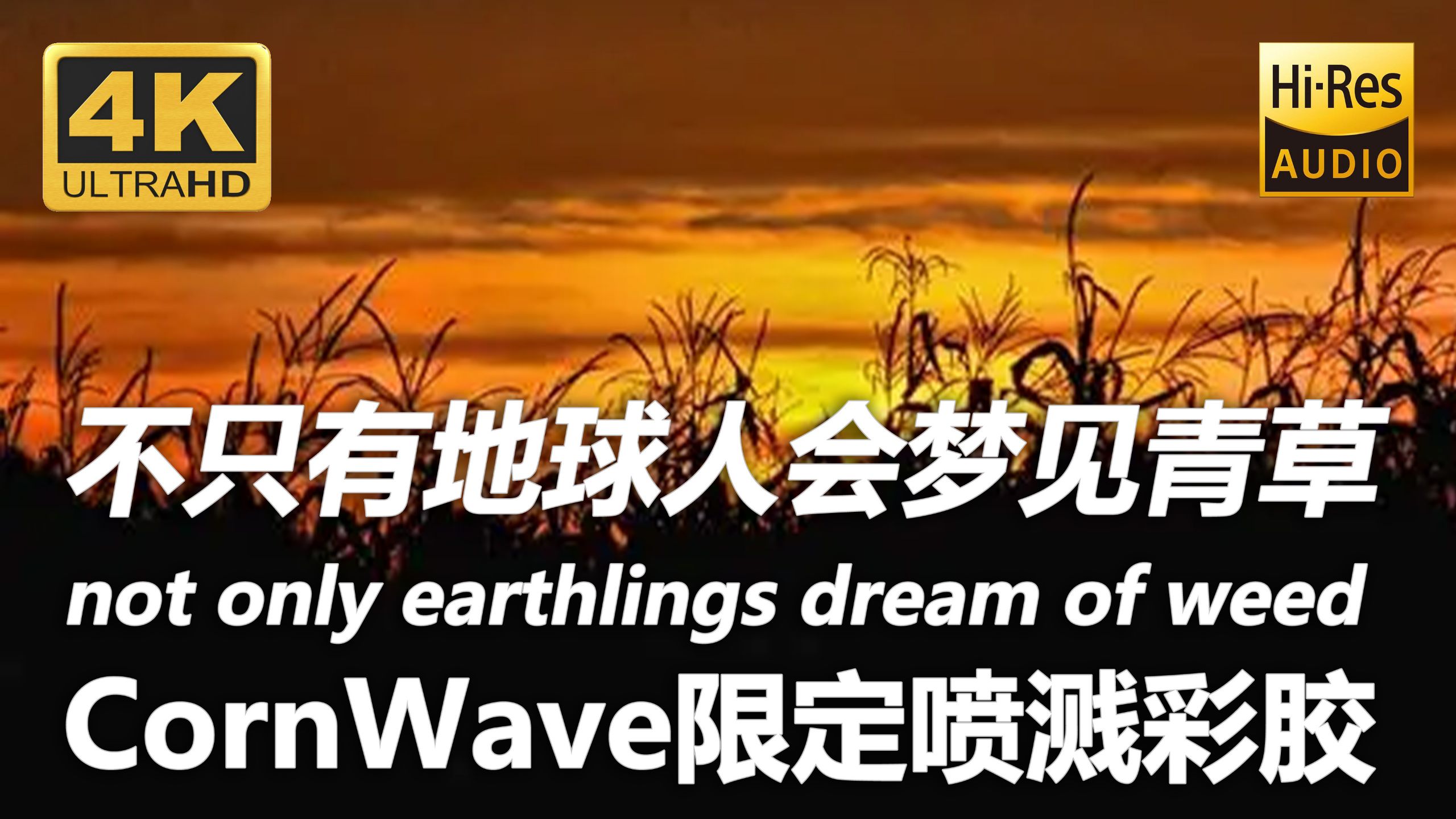 【Corn Wave】манго нектар(芒果花蜜)MV-怪味千层饼-歌-哔哩哔哩视频