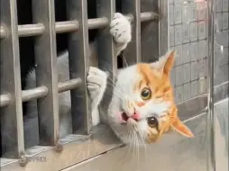 Download Video: 《猫猫我真的无语死啦》