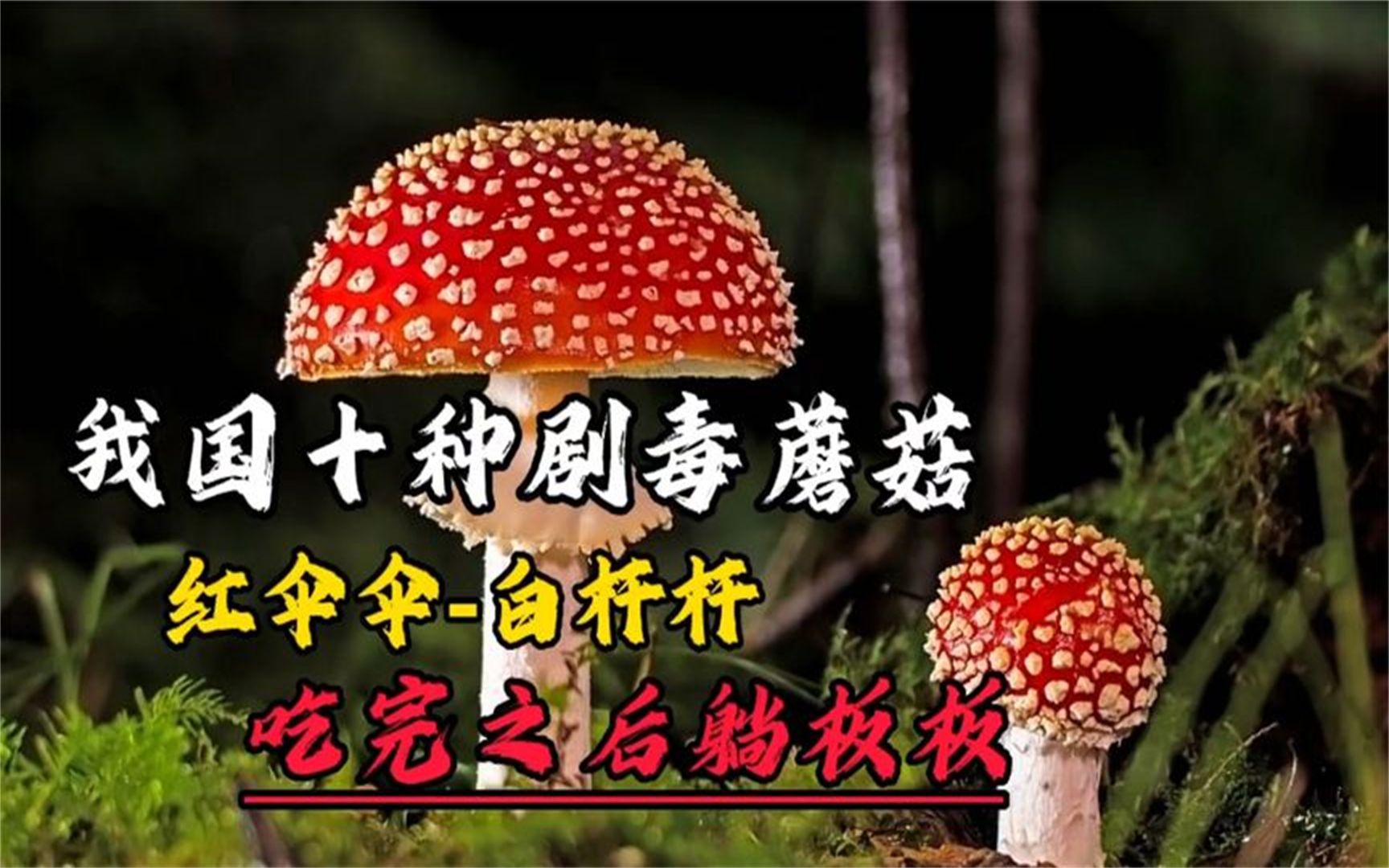 [图]我国十种剧毒蘑菇，红伞伞白杆杆，吃完之后躺板板