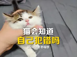 Download Video: 猫犯了错会感到抱歉吗？