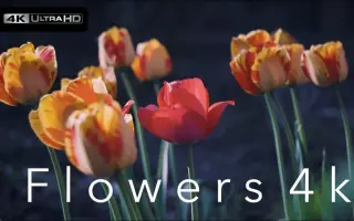 【】花朵