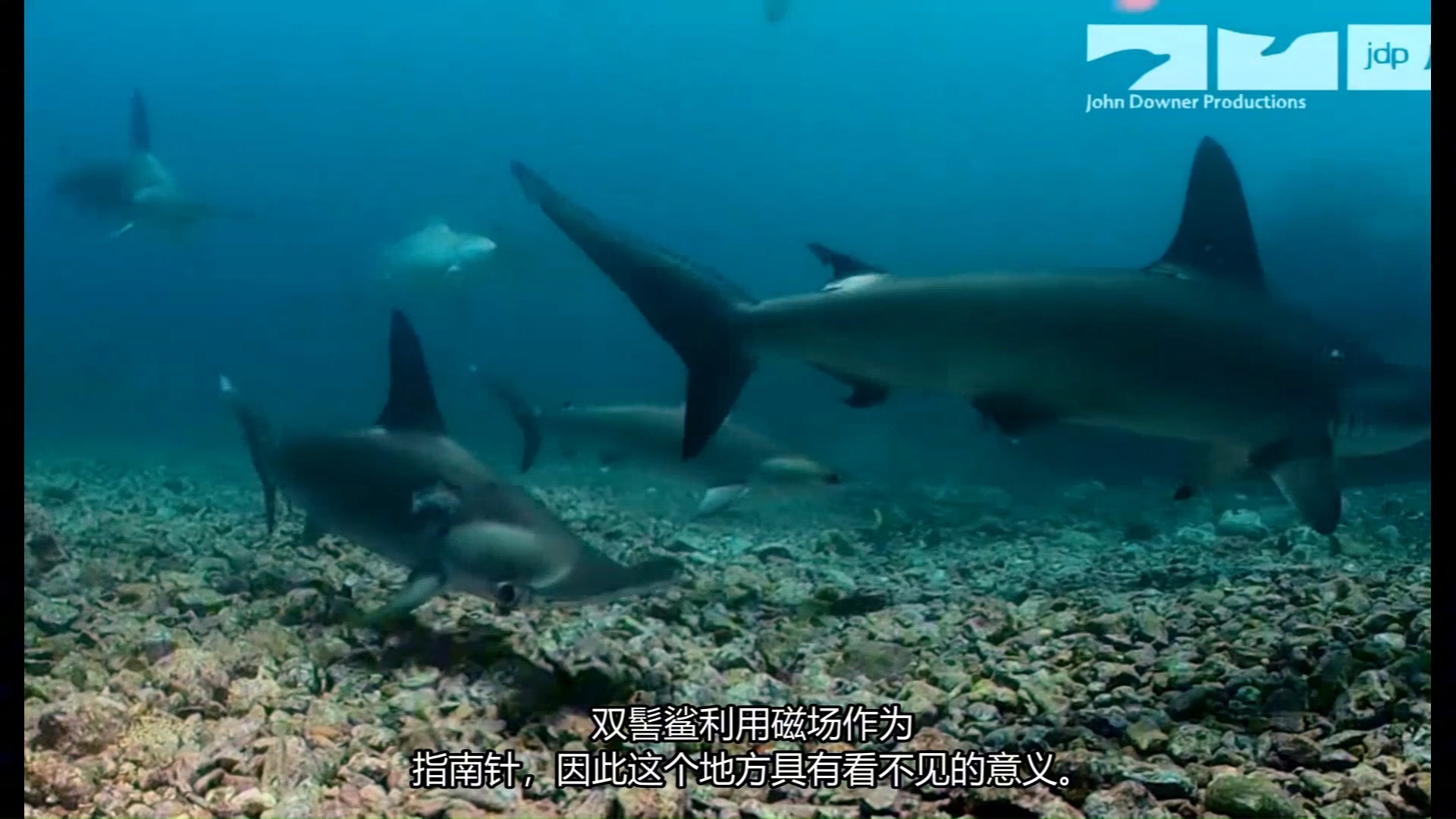 机器人间谍鲨鱼