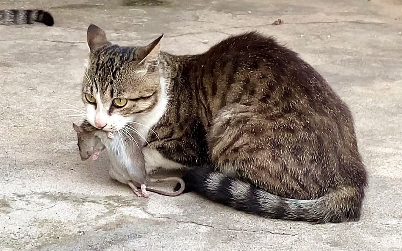 [图]邻居家的猫抓了只老鼠，竟然叼来向我家猫炫耀，杀猫诛心啊！