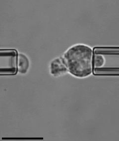 [图]科学家在显微镜下“调戏”中性粒细胞