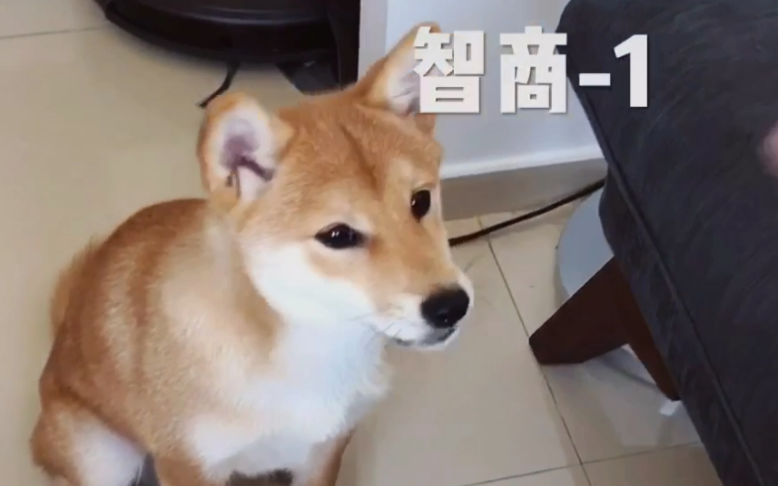 柴犬智商堪忧