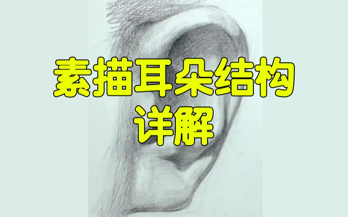 【素描新手联盟】这可能是全网最详细的耳朵结构讲解了哔哩哔哩bilibili