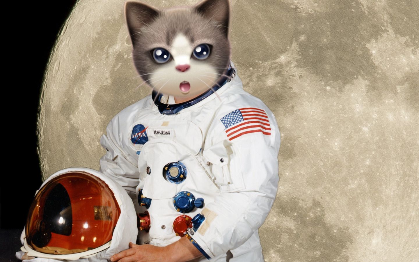 猫也能当宇航员?还有哪些小动物宇航员?