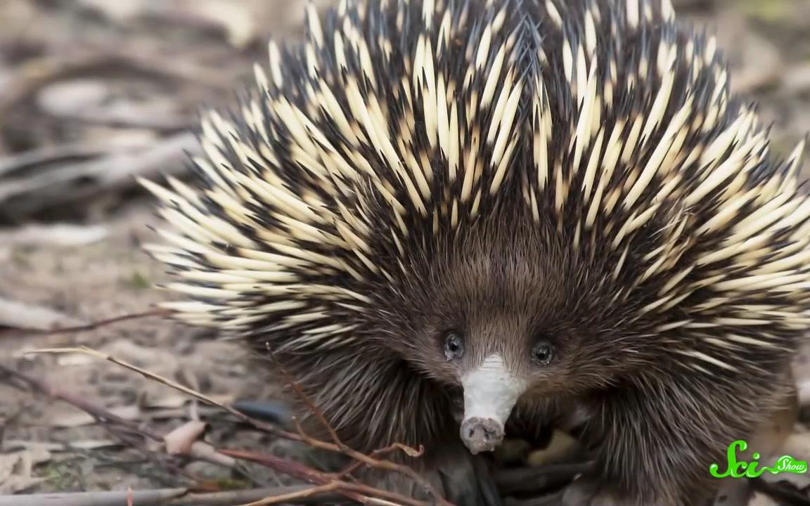 【scishow】为什么针鼹鼠有着格格不入的进化_哔哩哔哩_bilibili