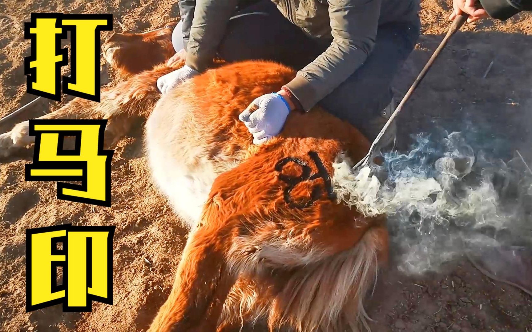 草原上的传统仪式:草原汉子翻身上马制服马匹,烧红的马印烙向马臀