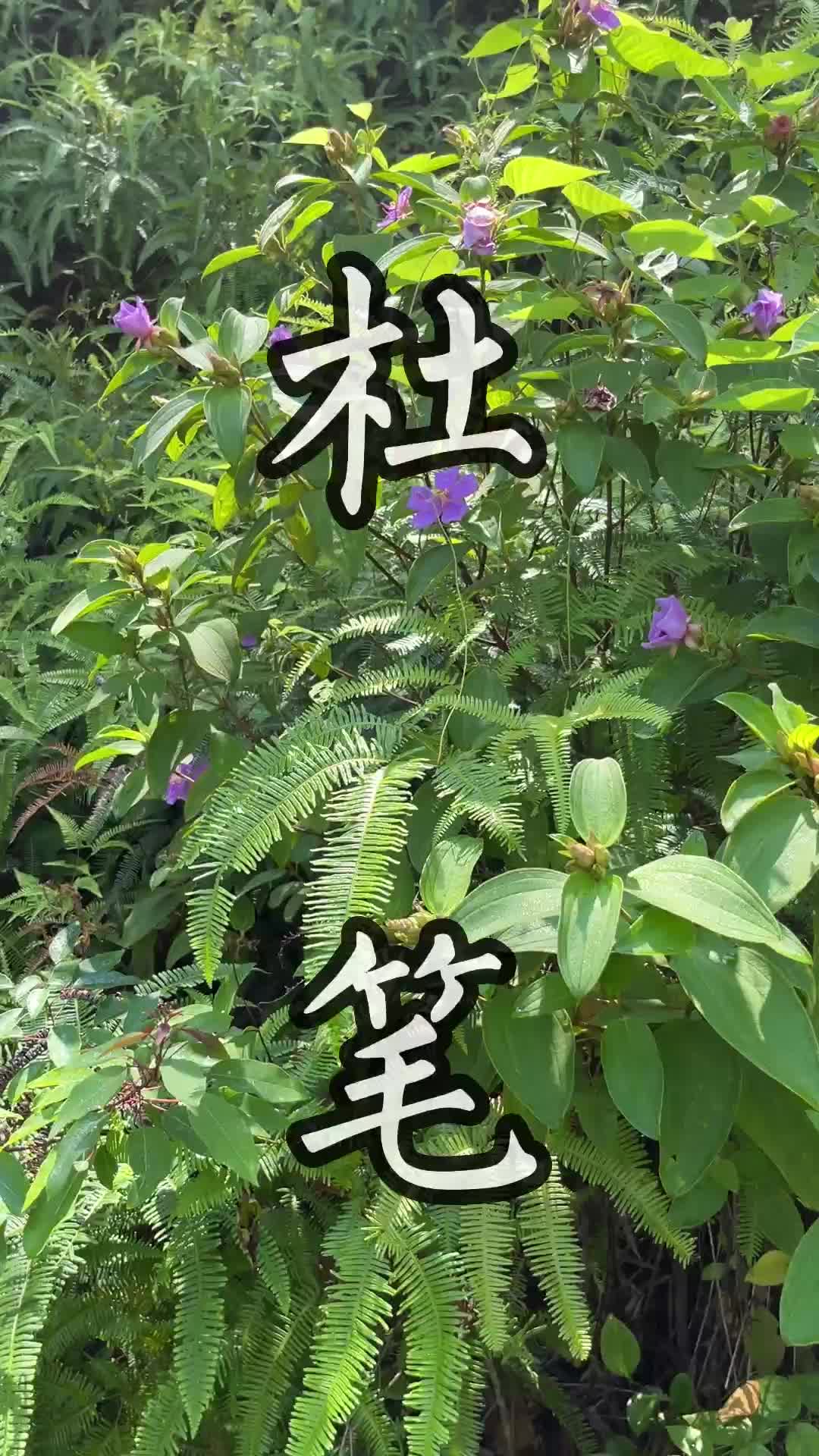 草药软枝杜笔的图片图片