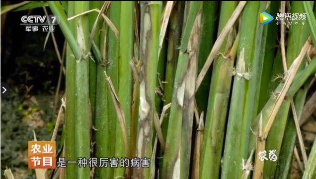 央视大型科普纪录片《农药》共八集哔哩哔哩bilibili