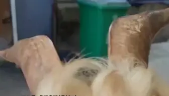 羊咬男子就给了一巴掌，羊漏出了一脸不屑的表情，建议烤着吃